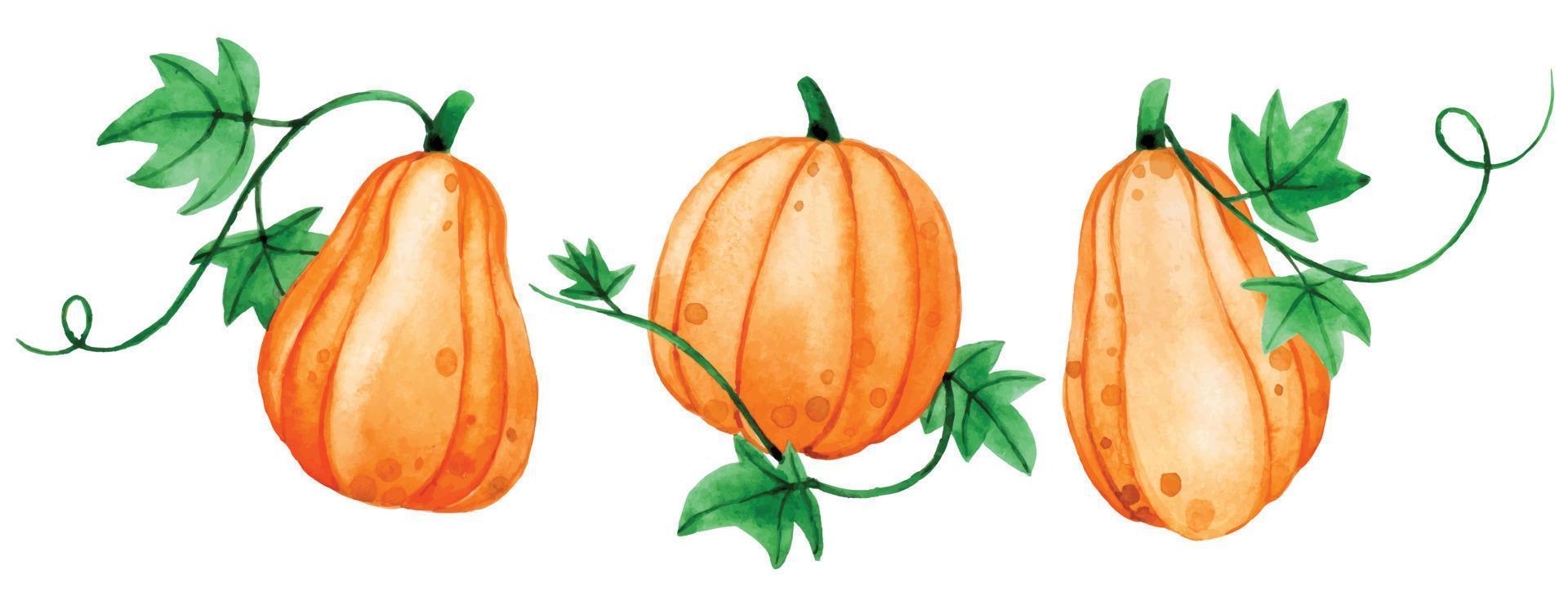 disegno ad acquerello, set carino con zucche. ringraziamento, halloween, autunno vettore