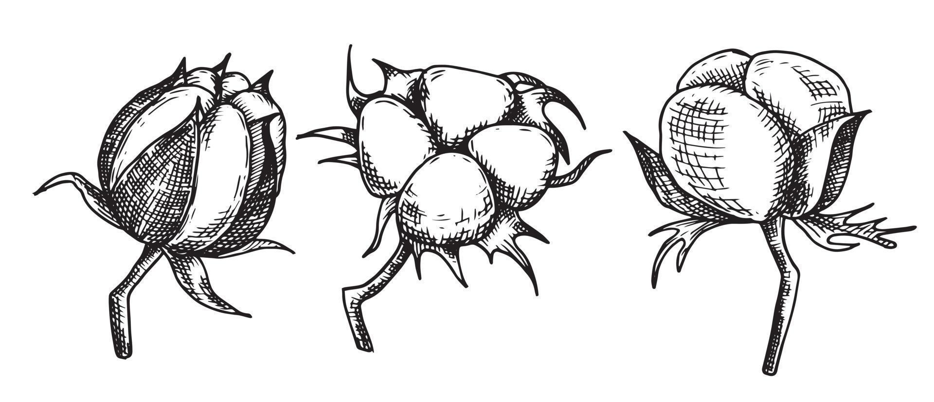 disegno in stile vintage, set di fiori di cotone. schizzo, decorazione natalizia, stile retrò. vettore