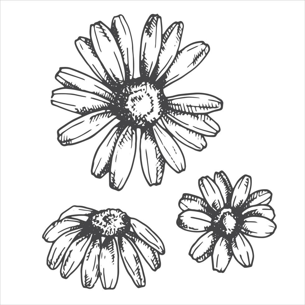 disegno vettoriale in stile vintage. fiori di camomilla. camomilla, tè, miele, prodotti naturali. incisione di disegni grafici