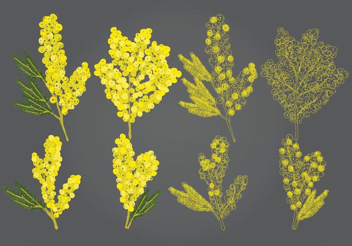 Mimose vettoriali