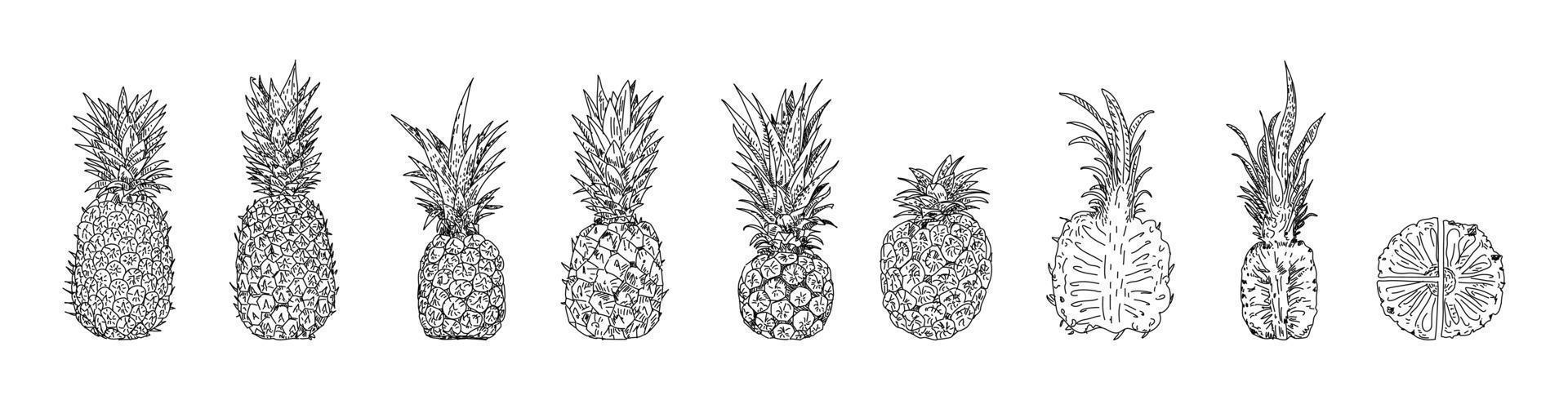 illustrazioni vettoriali disegnate a mano di ananas.