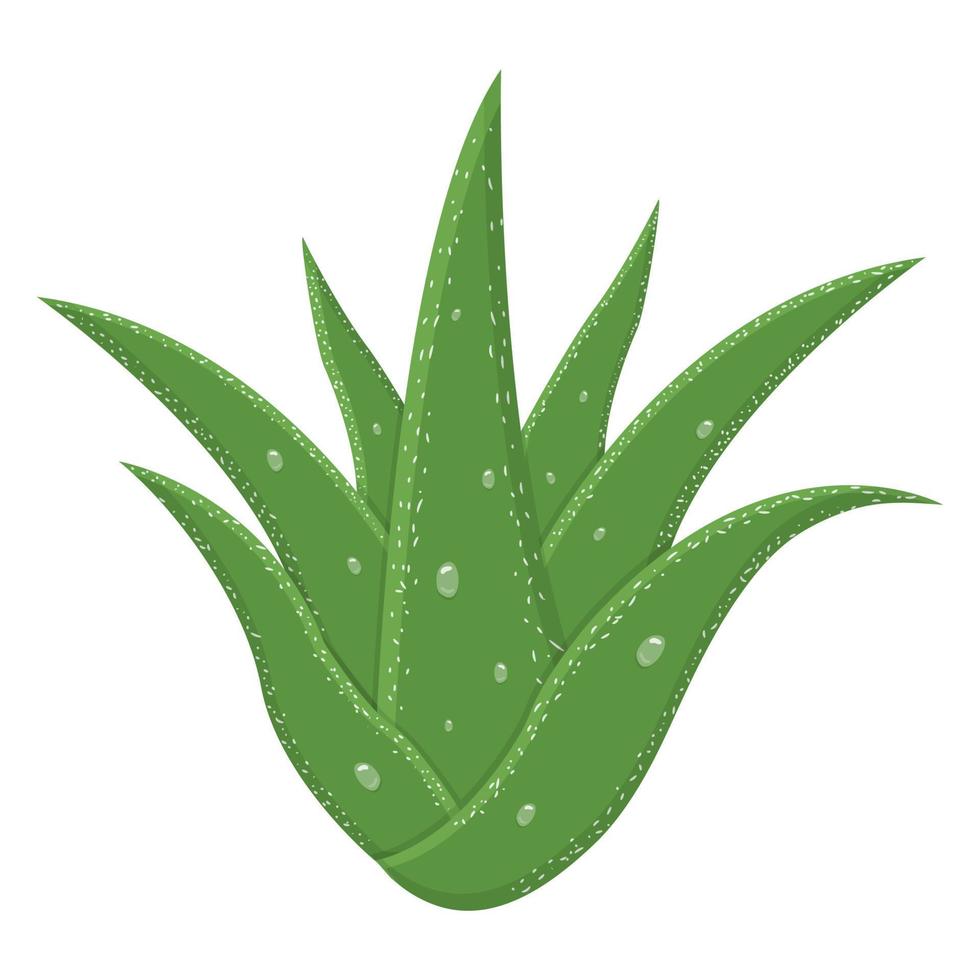 foglie di piante medicinali di aloe vera isolate su sfondo bianco. stile cartone animato. illustrazione vettoriale per qualsiasi disegno.