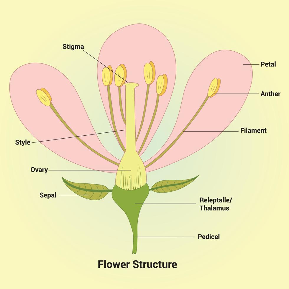 illustrazione del disegno vettoriale della struttura del fiore