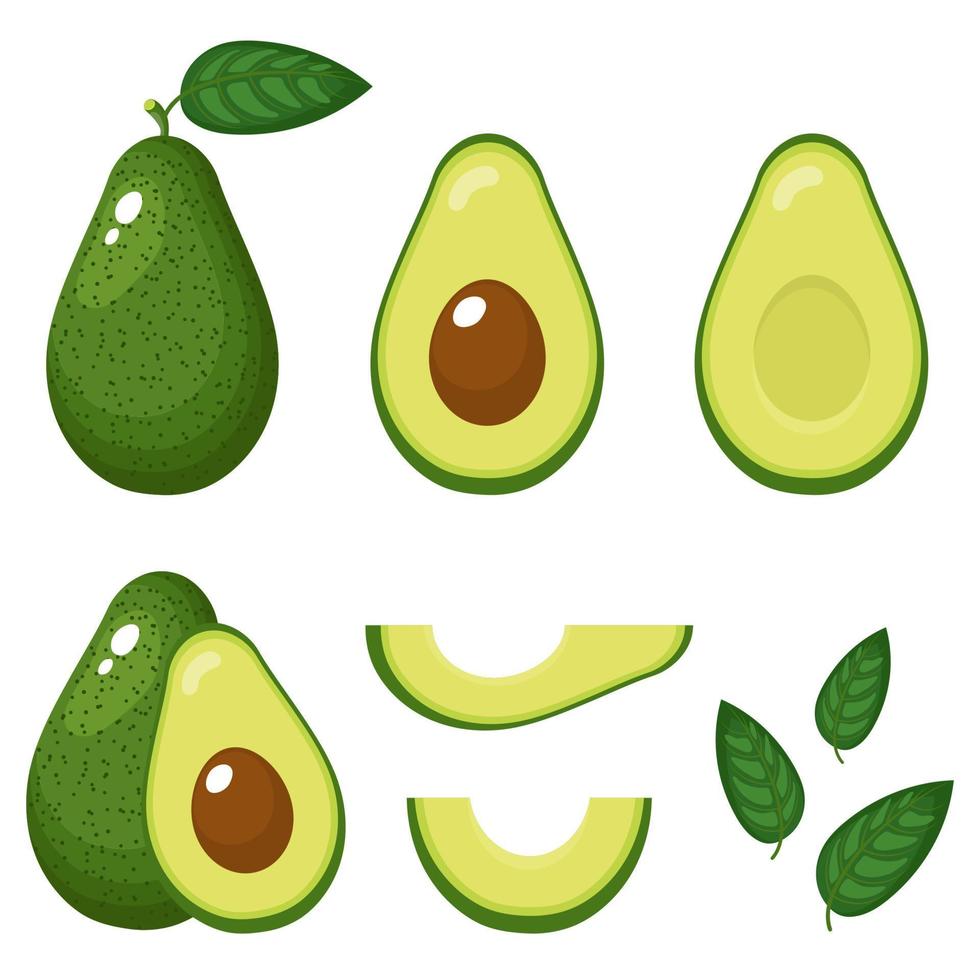 set di avocado fresco intero, metà, tagliato e foglie isolato su sfondo bianco. frutta estiva per uno stile di vita sano. frutta biologica. stile cartone animato. illustrazione vettoriale per qualsiasi disegno.