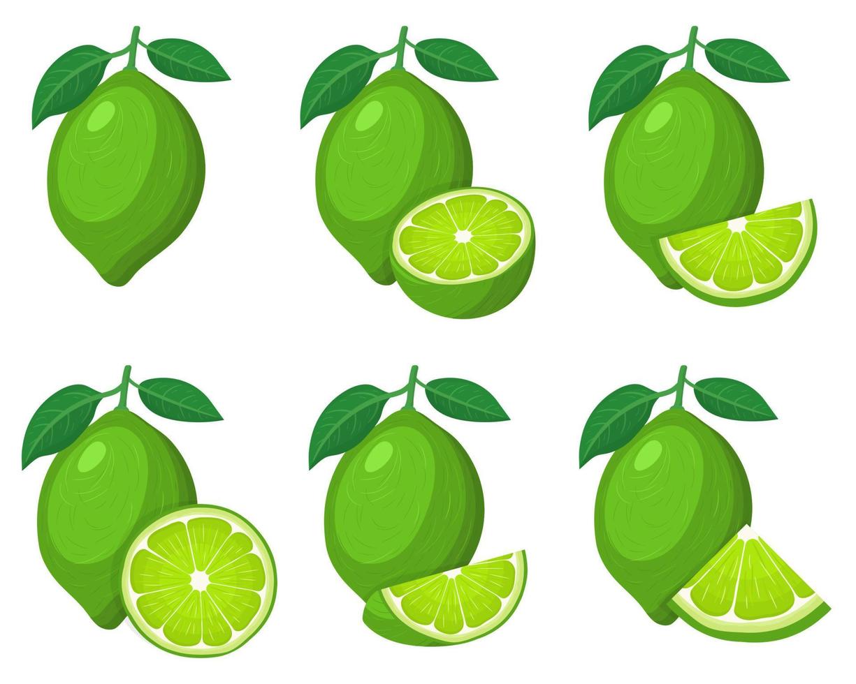 set di frutta fresca intera, metà, tagliata a fette di lime isolato su sfondo bianco. frutta estiva per uno stile di vita sano. frutta biologica. stile cartone animato. illustrazione vettoriale per qualsiasi disegno.