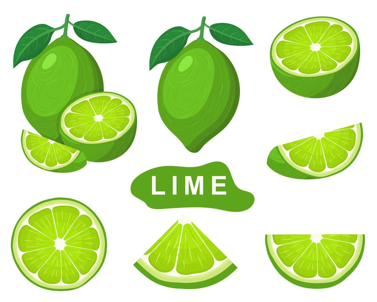 set di frutta fresca intera, metà, tagliata a fette di lime isolato su sfondo bianco. frutta estiva per uno stile di vita sano. frutta biologica. stile cartone animato. illustrazione vettoriale per qualsiasi disegno.