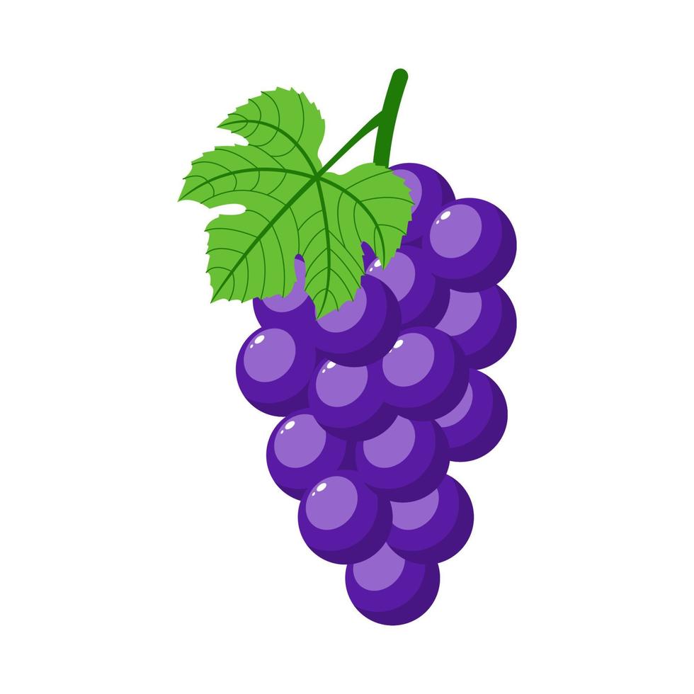 uva viola isolata su sfondo bianco. grappolo d'uva viola con gambo e foglia. stile cartone animato. illustrazione vettoriale per qualsiasi disegno