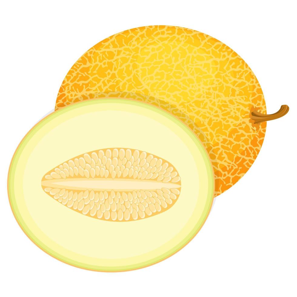 frutta fresca di melone intero e mezzo isolato su sfondo bianco. melone verde. frutta estiva per uno stile di vita sano. frutta biologica. stile cartone animato. illustrazione vettoriale per qualsiasi disegno.