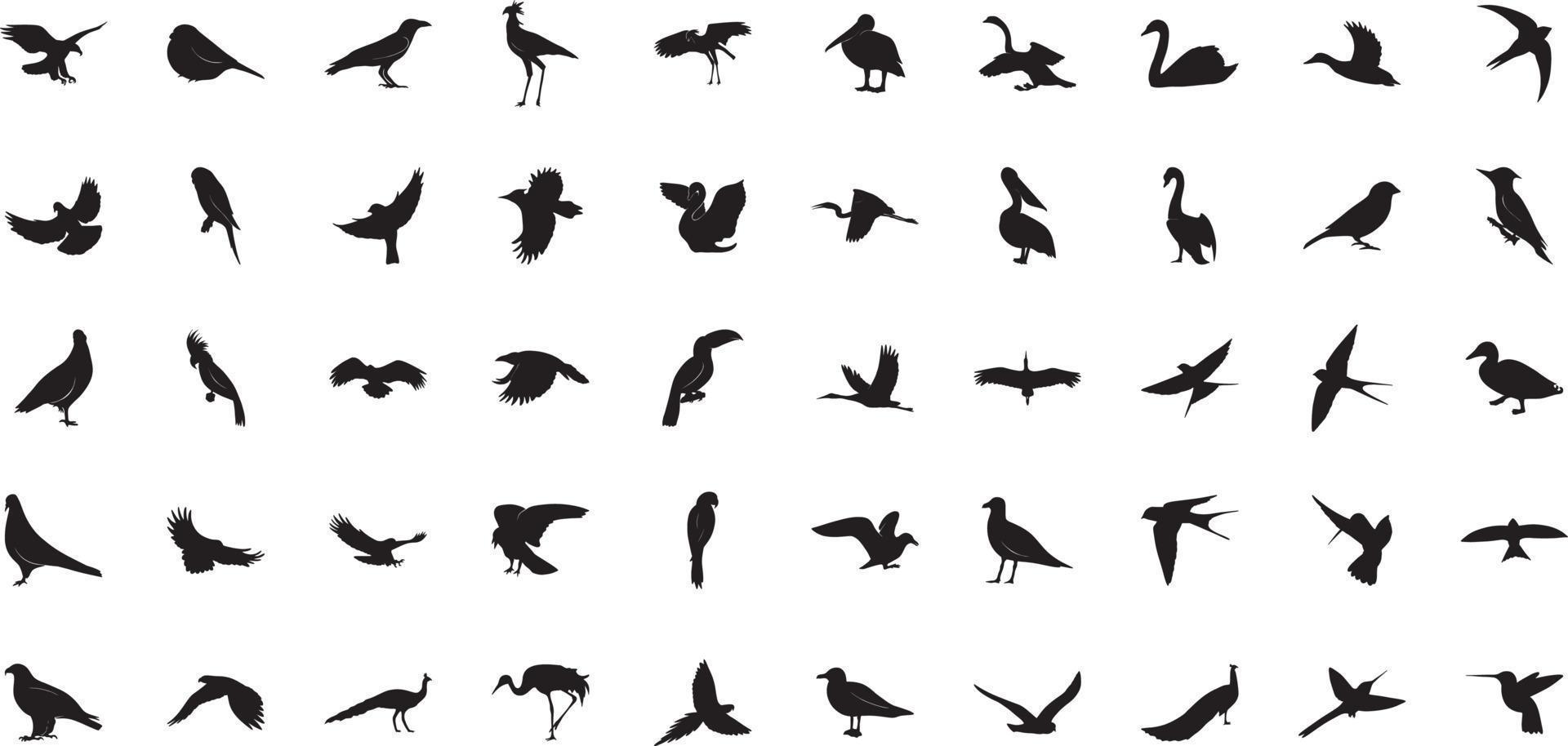 collezione di uccelli selvatici vettore