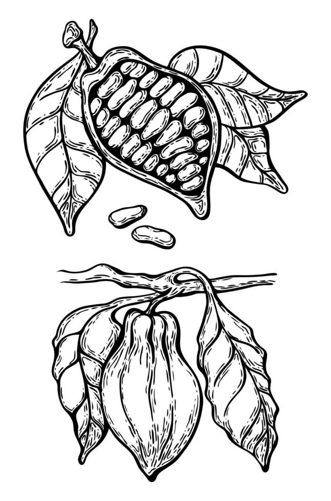 illustrazione in bianco e nero in stile disegnato a mano, fava di cacao vettore