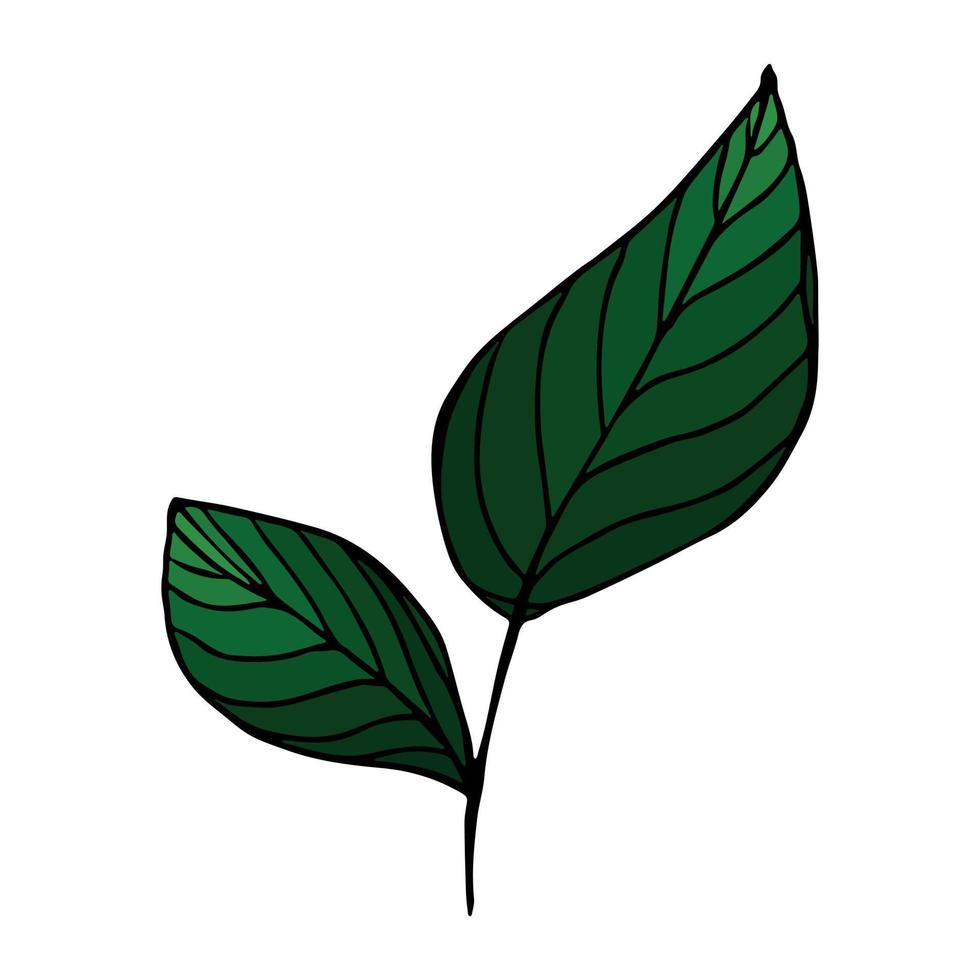 clipart di foglie di limone vettoriale. illustrazione della pianta disegnata a mano. per stampa, web, design, arredamento, logo. vettore