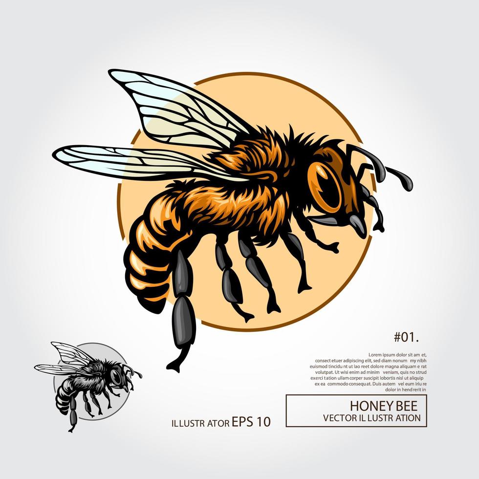 illustrazione del fumetto dell'ape. disegno di illustrazione per insetto miele, logo per prodotto biologico. elemento apiario, insegne di parassiti o tatuaggio. tema di biologia ed entomologia. vettore