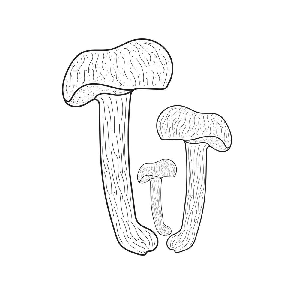 funghi, autunno, foresta, e raccogliere mano disegno. moderno nero linea grafico disegnare design illustrazione vettore