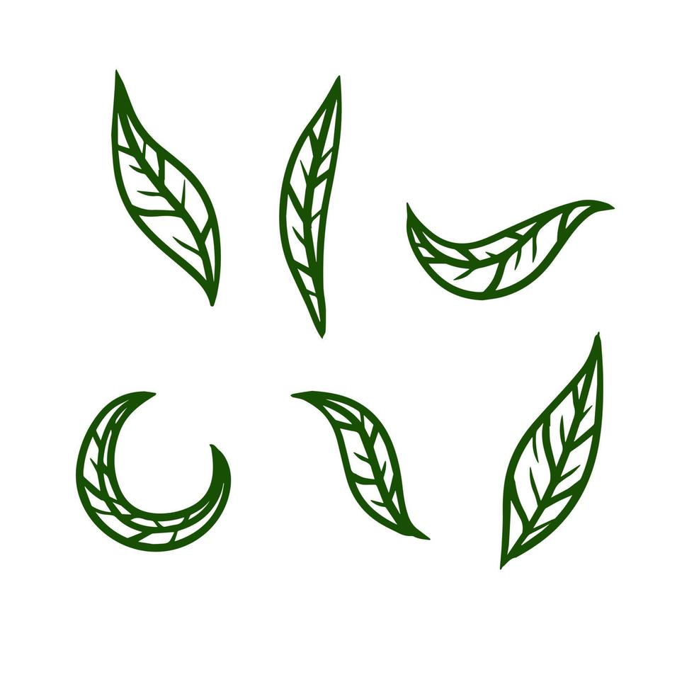 tè foglia. verde pianta. impostato di disegnato a mano naturale elementi. cartone animato illustrazione vettore