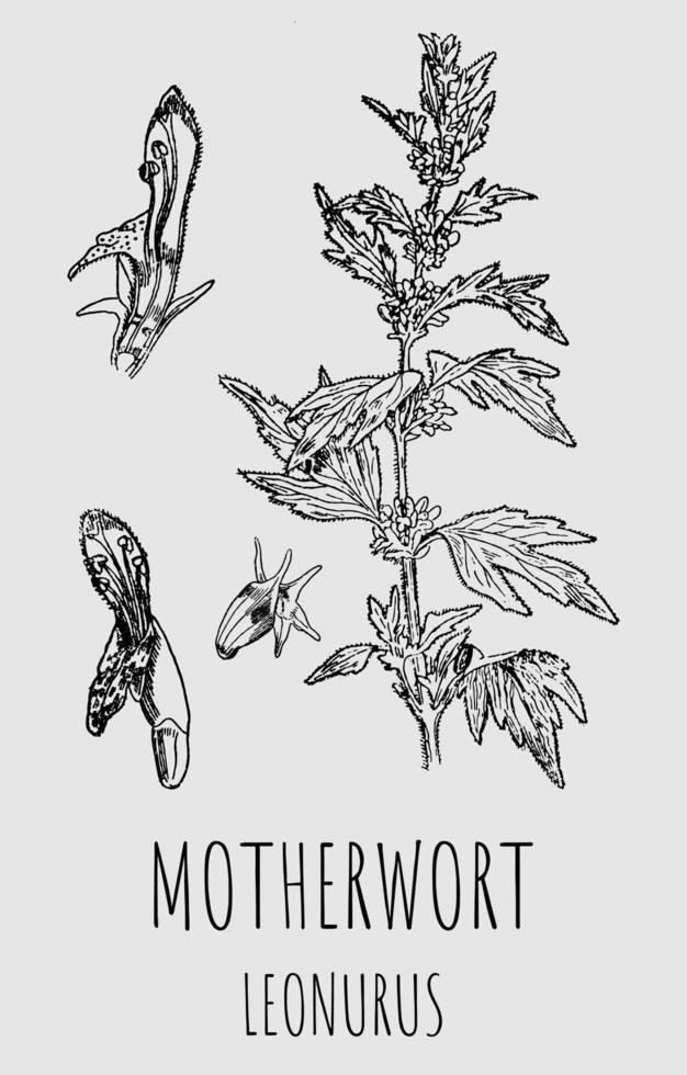 vettore disegno di motherwort leonuro. medicinale prato erbaceo calmante pianta. Usato nel cucinando, medicinale, cosmetologia e altro industrie.