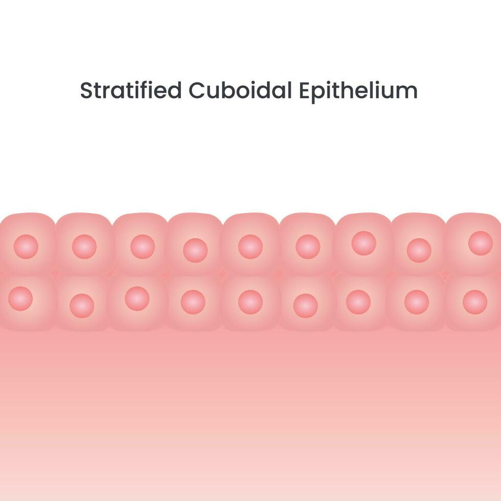 stratificato cuboidale epitelio cellula vettore sfondo illustrazione