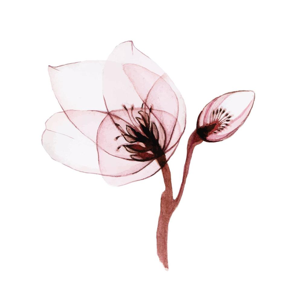 acquerello illustrazione di trasparente fiori. trasparente elleboro fiore isolato su bianca sfondo. fiore nel pastello rosa colore. per design di nozze, vacanza. vettore