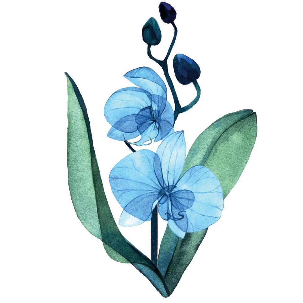 delicato acquerello illustrazione. blu trasparente fiori, mini cuffie e le foglie di il phalaenopsis orchidea. isolato su bianca sfondo trasparente fiori, raggi X. vettore
