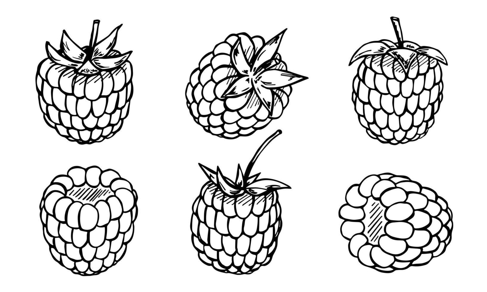 set vettoriale di clipart di lampone o mora. icona di bacca disegnata a mano. illustrazione di frutta. per stampa, web, design, arredamento, logo.
