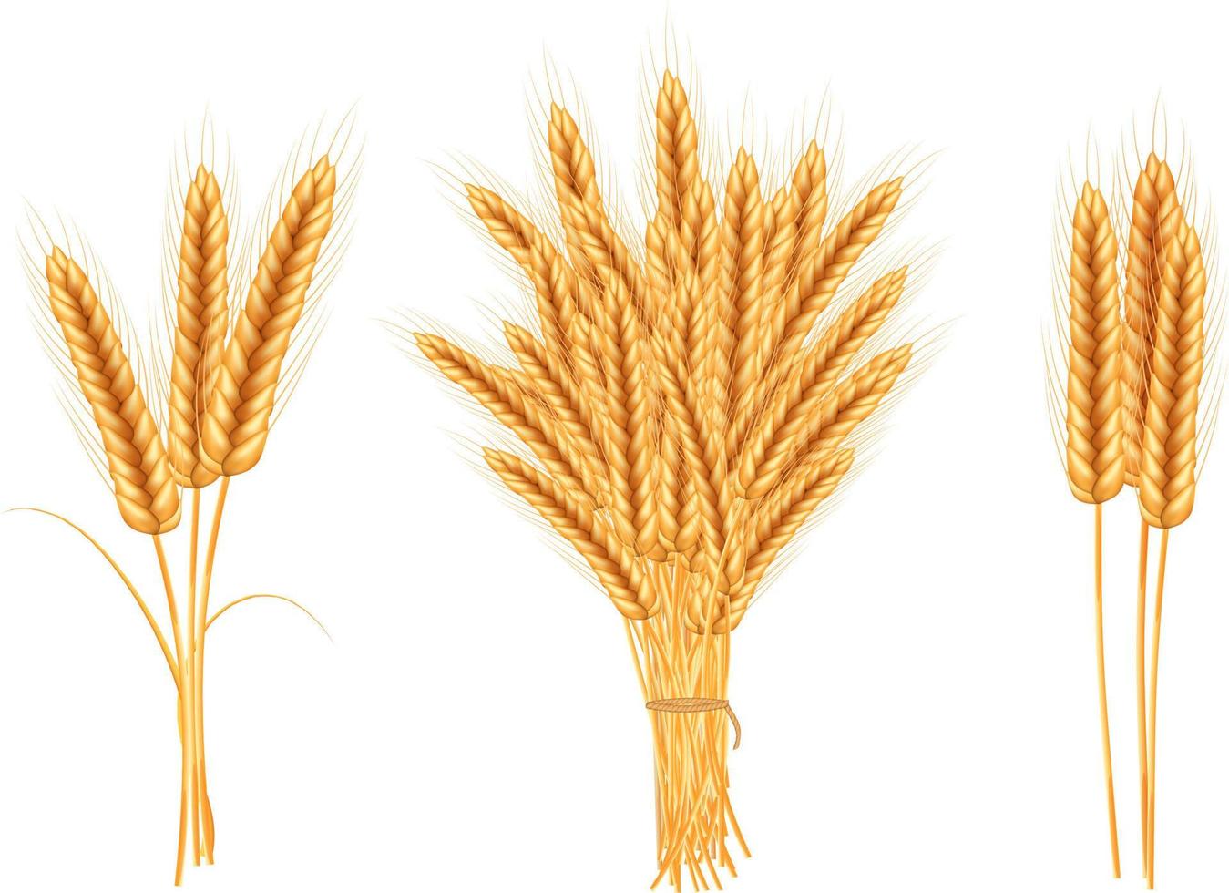 Grano vettore illustrazione.