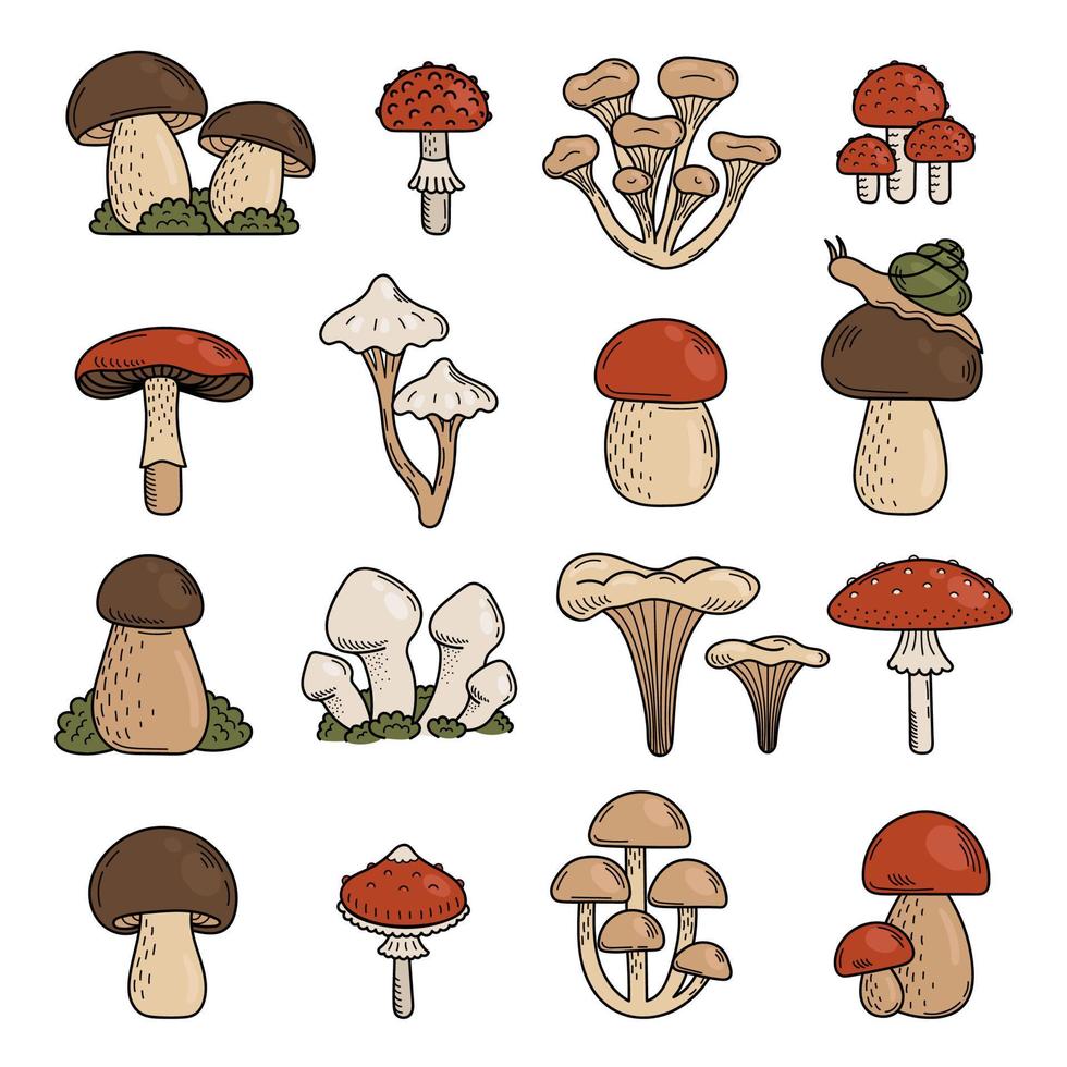 impostato di carino scarabocchio funghi. commestibile e velenoso funghi, volare agarico, fungo velenoso, porcini fungo. vettore mano illustrazione