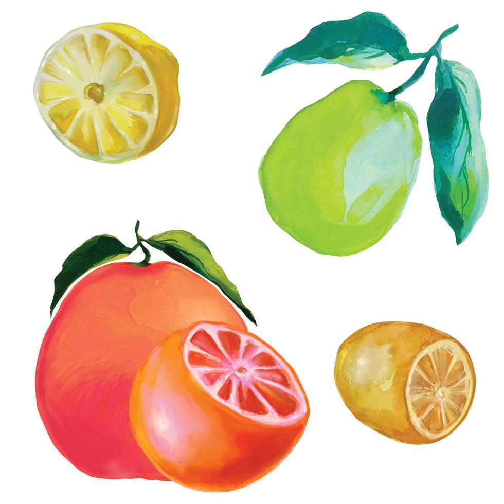 frutta di maturo Uva, Limone, lime, agrume frutta illustrazioni vettore