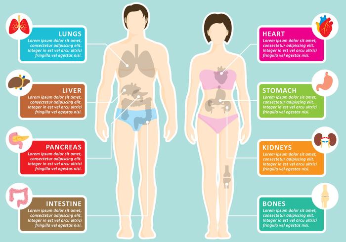 Infografia di organi umani vettore