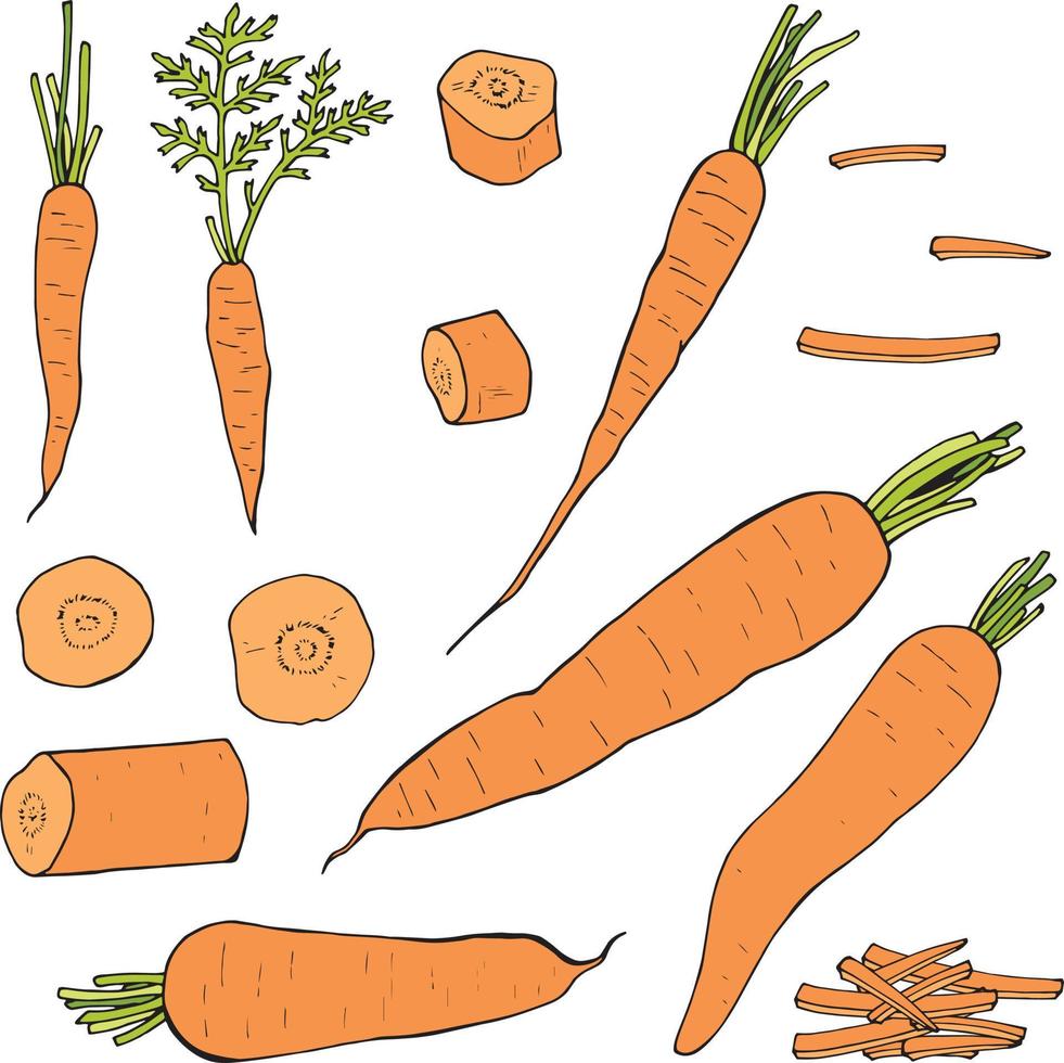 impostato di colorato carote e carota fette. imballare di fresco salutare verdure. collezione di cibo elementi. vettore