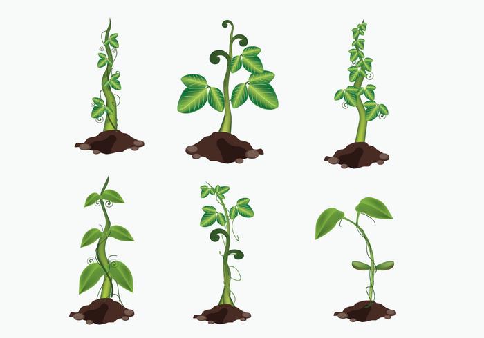 Crescere Beanstalk Vector