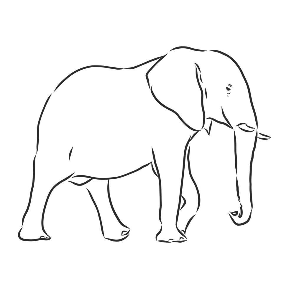 schizzo vettoriale di elefante