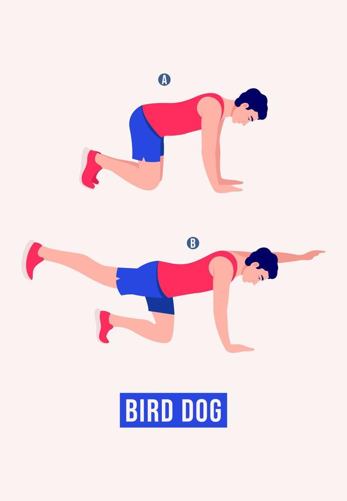 uccello cane esercizio, uomini allenarsi fitness, aerobico e esercizi. vettore