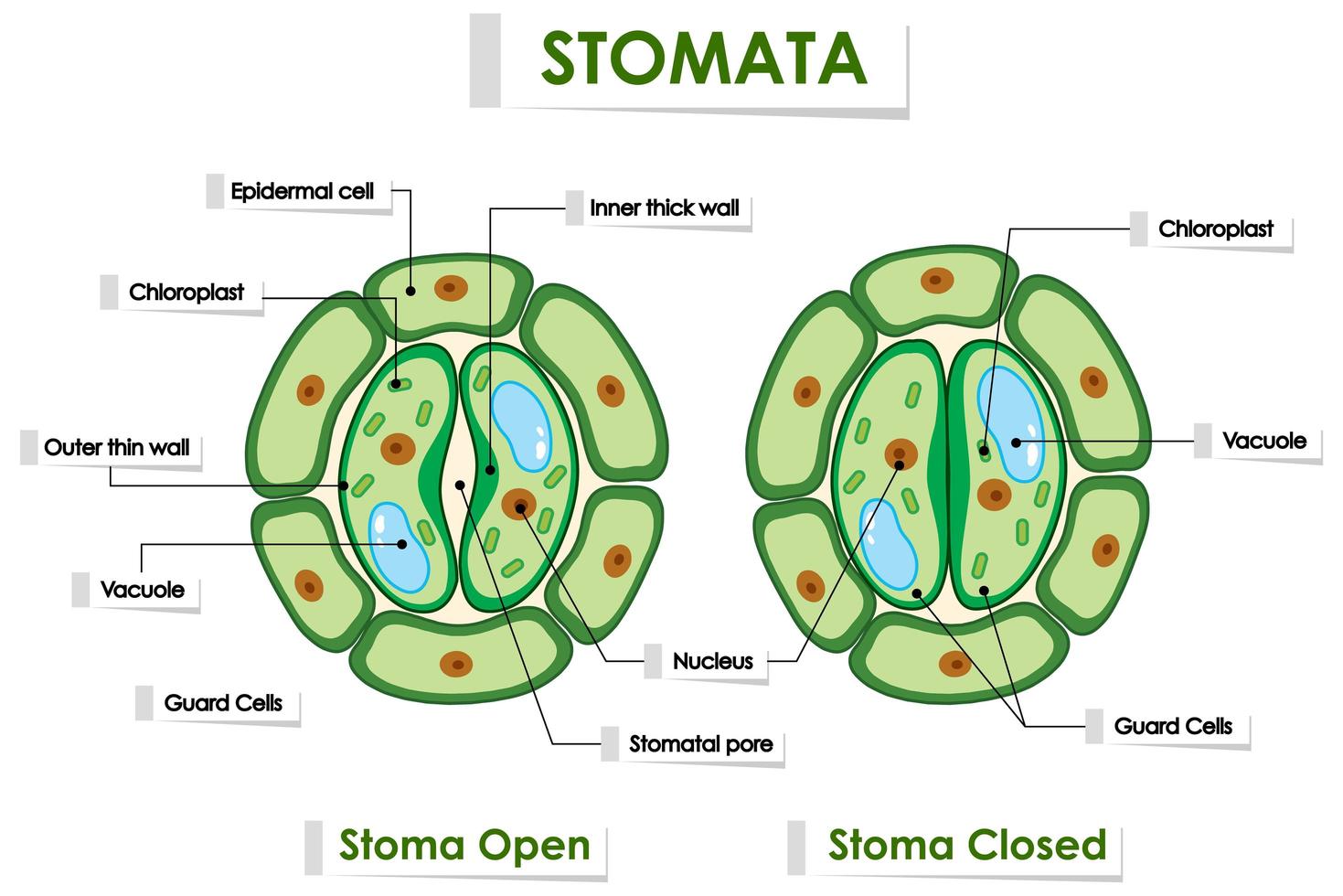 diagramma di stomi su sfondo bianco vettore