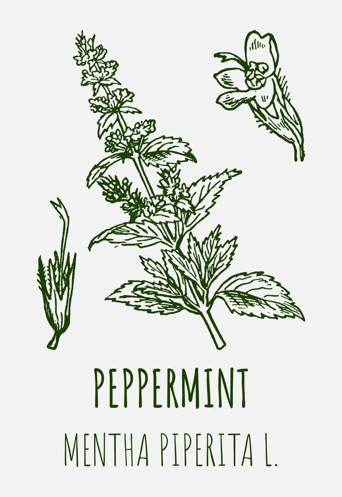 vettore disegni di menta piperita. mano disegnato illustrazione. latino nome Mentha piperita l.