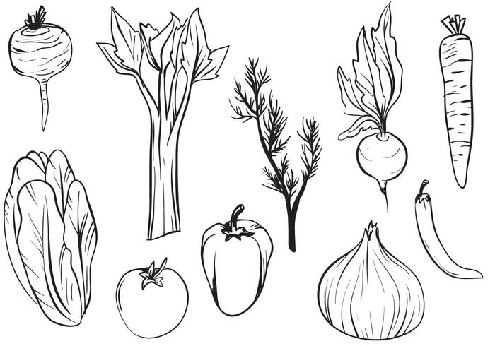 Vettori di verdure disegnati a mano