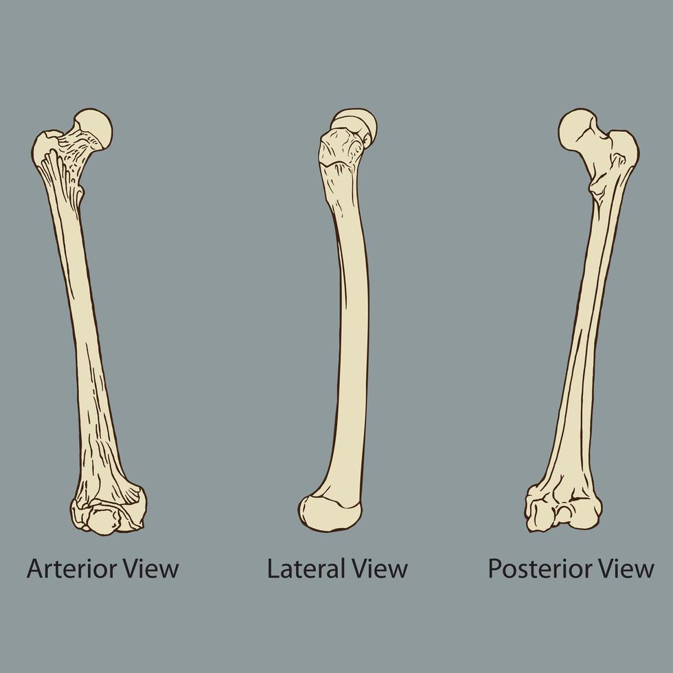 anatomia della coscia medica vettore