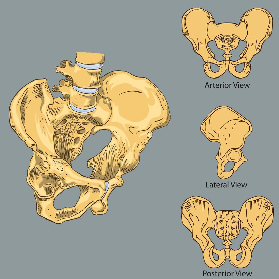 anatomia della cintura pelvica vettore