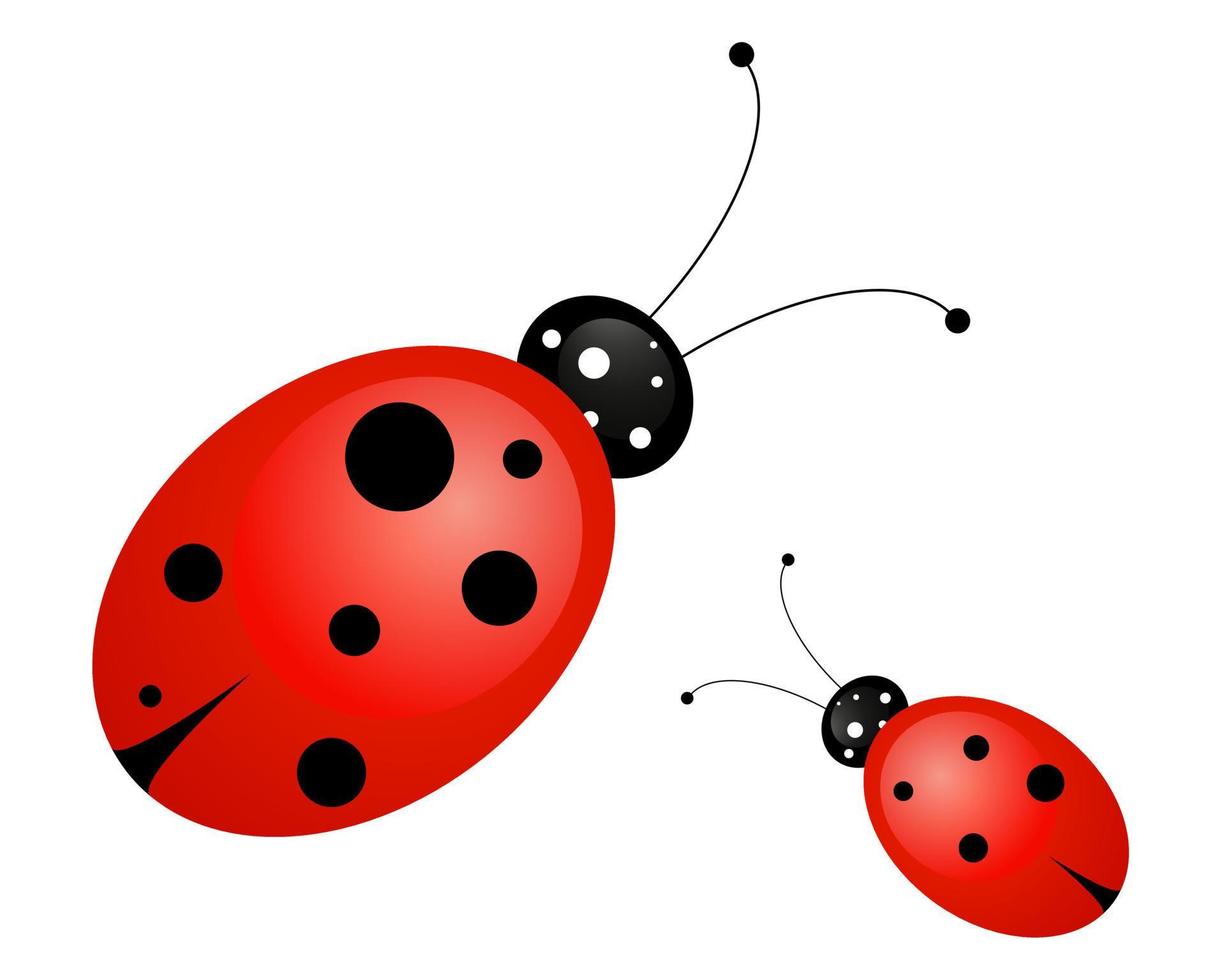 Due coccinelle su un' bianca sfondo vettore