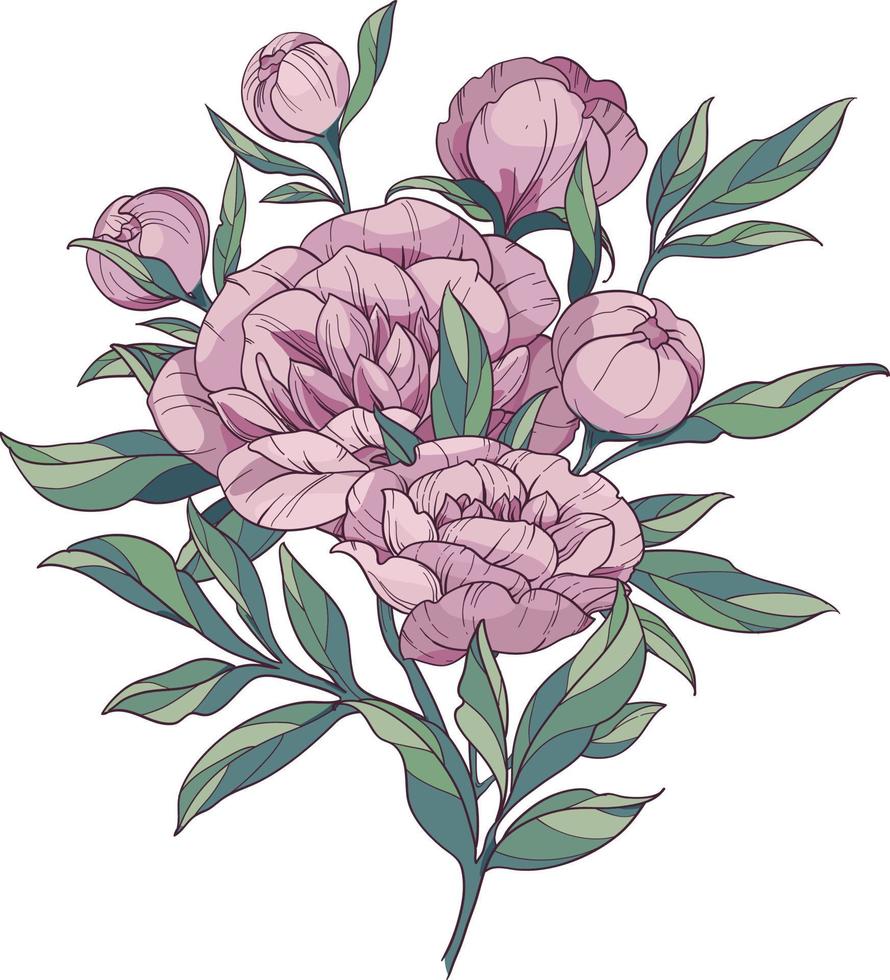 mazzo di rosa peonie. linea disegno fiori e le foglie. colorato elementi isolato. vettore