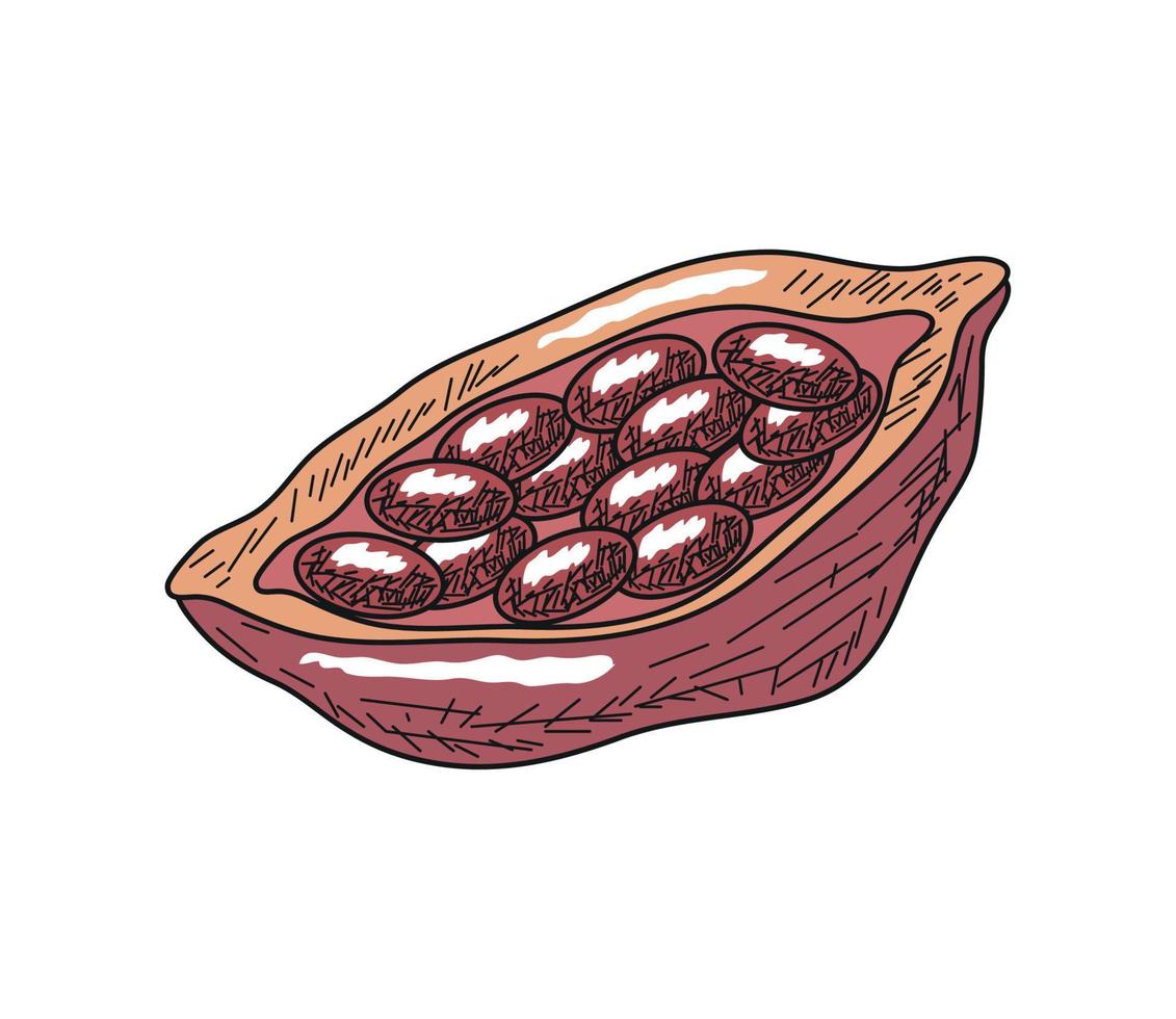 cacao fagioli superfood vettore