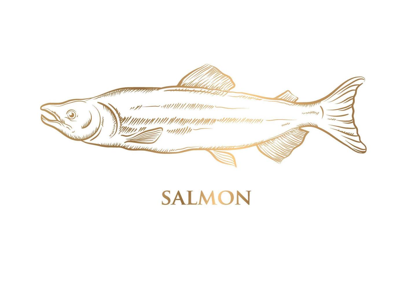 vettore disegno oro salmone su bianca sfondo