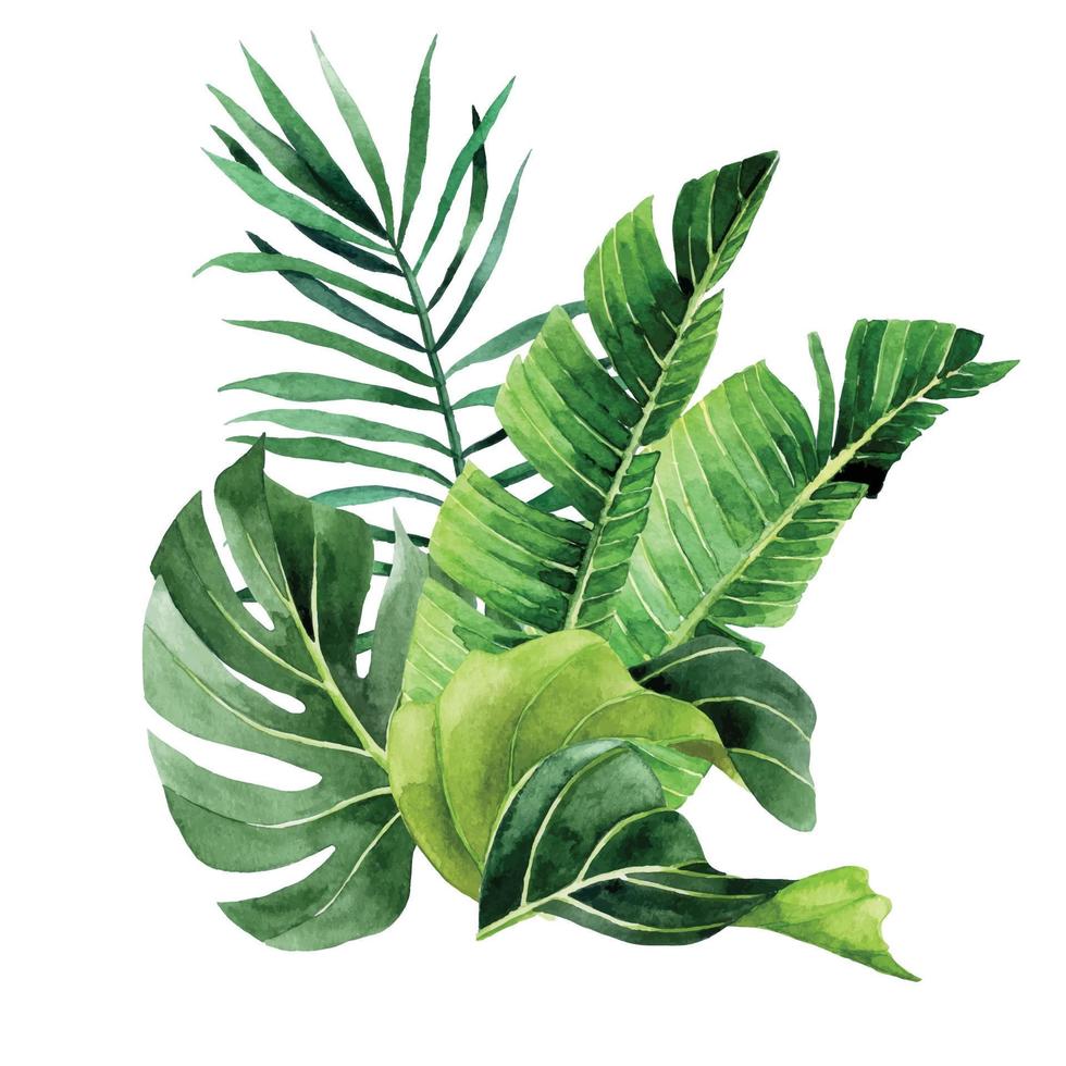 acquerello disegno. composizione, mazzo di tropicale palma foglie, mostri, Banana. pioggia foresta verde le foglie vettore