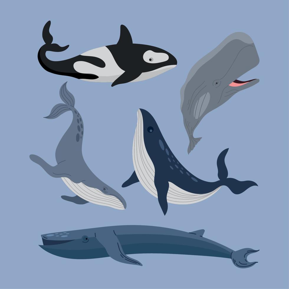 cinque balene vita marina animali vettore