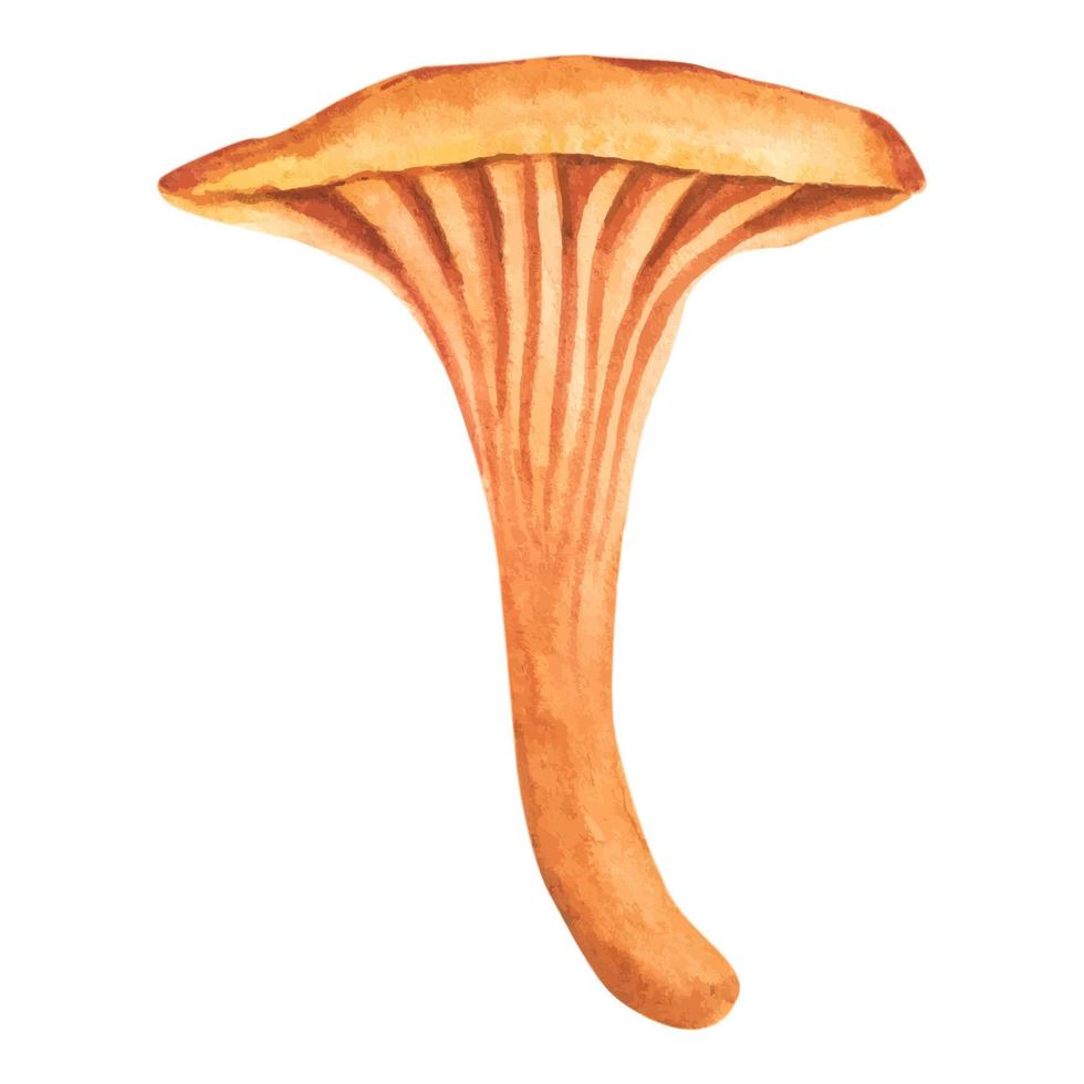 illustrazione di gallinacci funghi, grafico colore piatto disegno con linee, salutare biologico cibo, vegetariano cibo fresco funghi isolato su bianca sfondo vettore