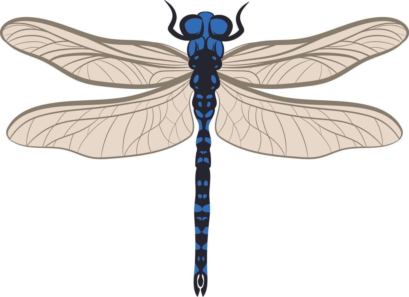 libellula superiore Visualizza 2d illustrazione vettore