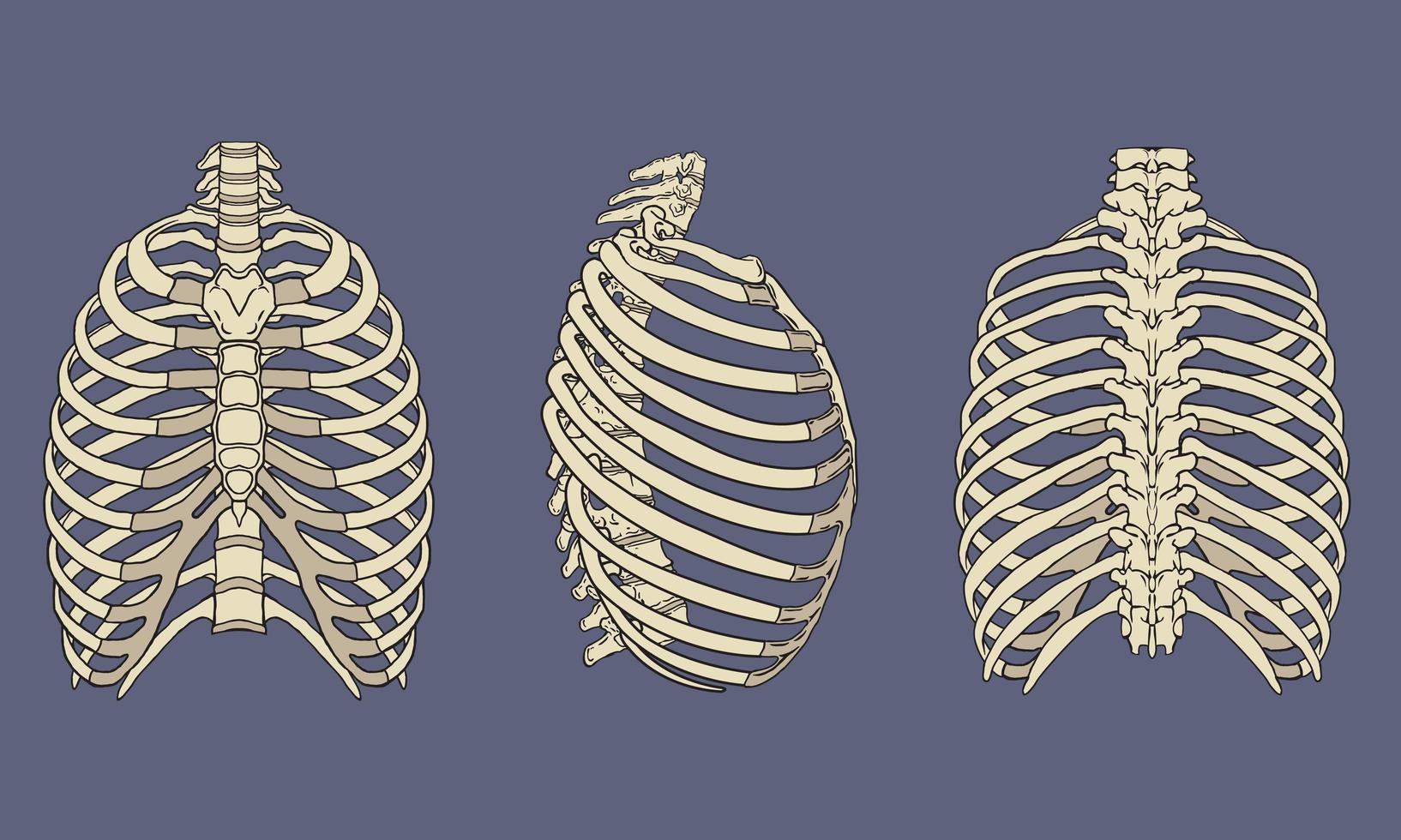 pacchetto di anatomia scheletrica gabbia toracica umana vettore