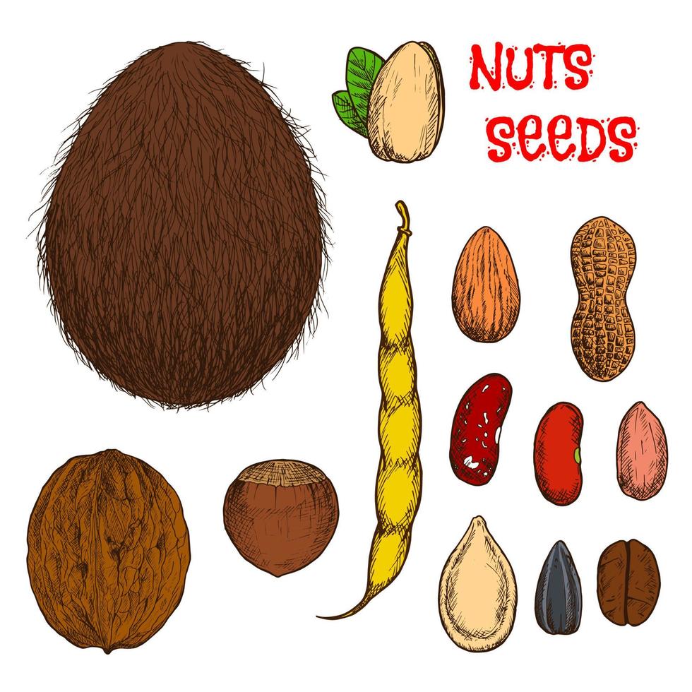 salutare nutriente noccioline, fagioli e semi schizzi vettore