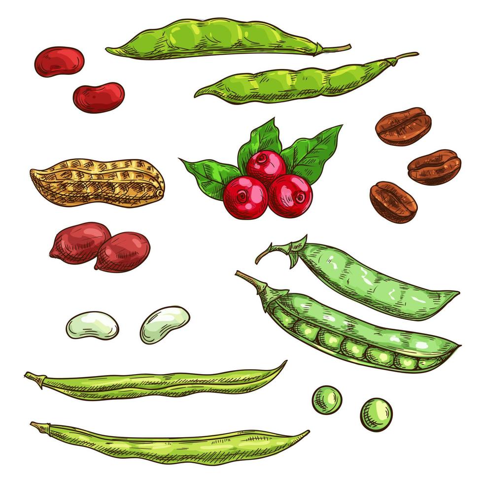 noccioline, noccioli e frutti di bosco vettore icone