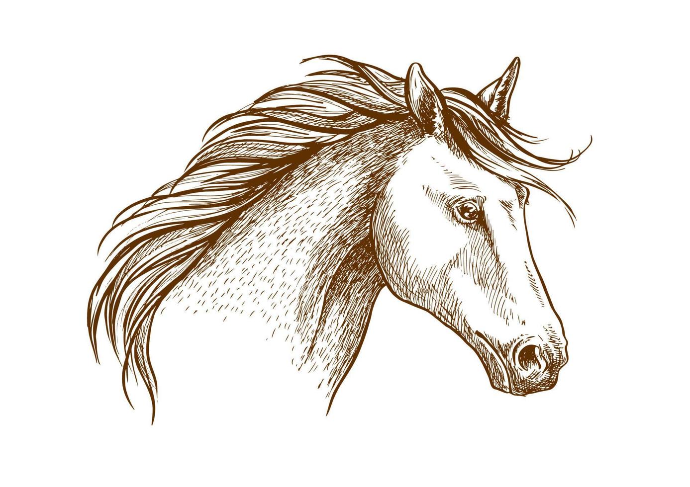cavallo schizzo icona di arabo stallone vettore