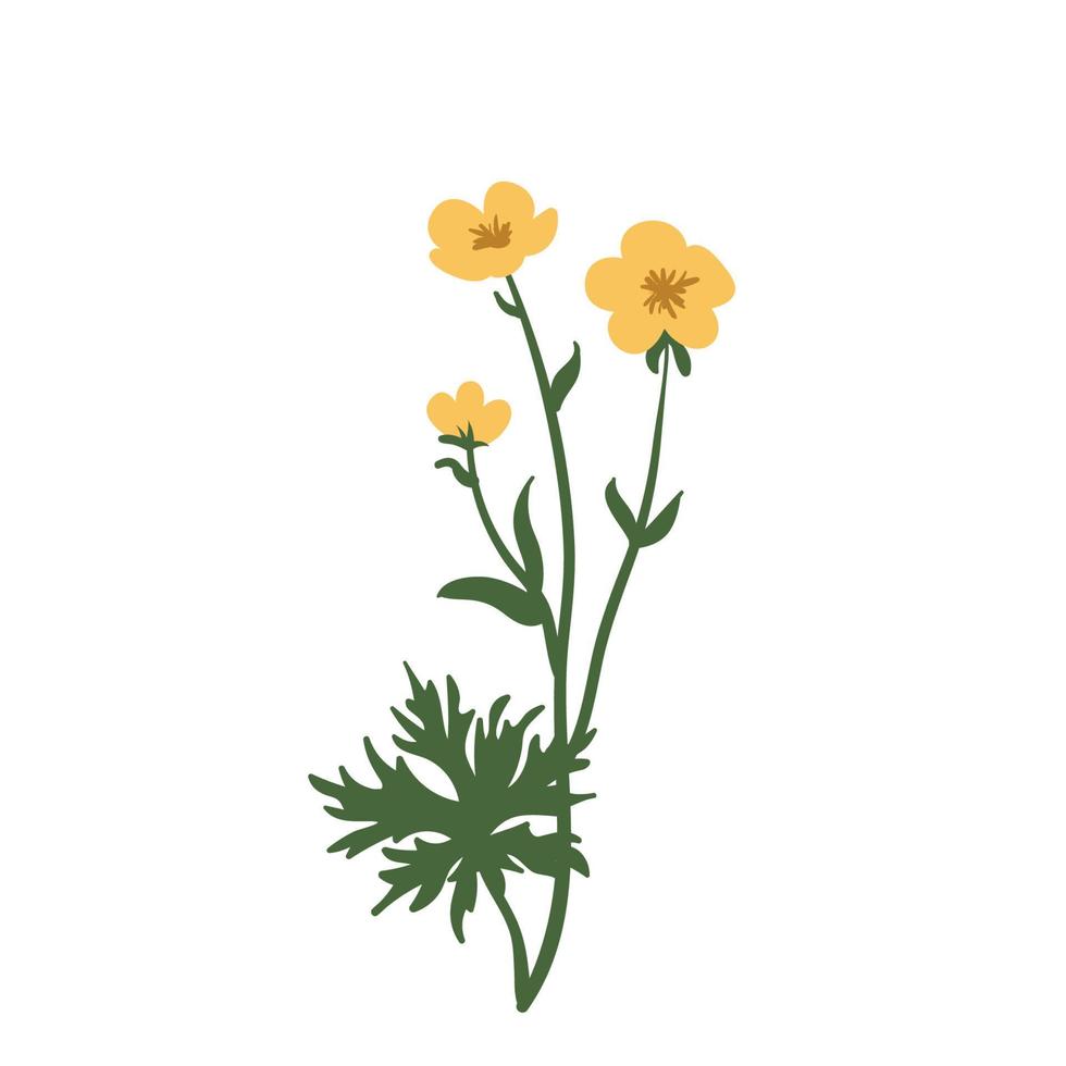 set di fiori di ranuncolo, illustrazione vettoriale a zampe di gallina isolata su sfondo bianco, fiori di campo a base di erbe per la medicina del design, invito a nozze, biglietto di auguri, cosmetici. fiore di campo estivo