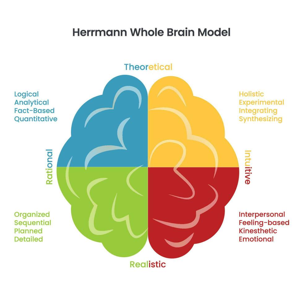 di Herrmann totale cervello modello Infografica vettore